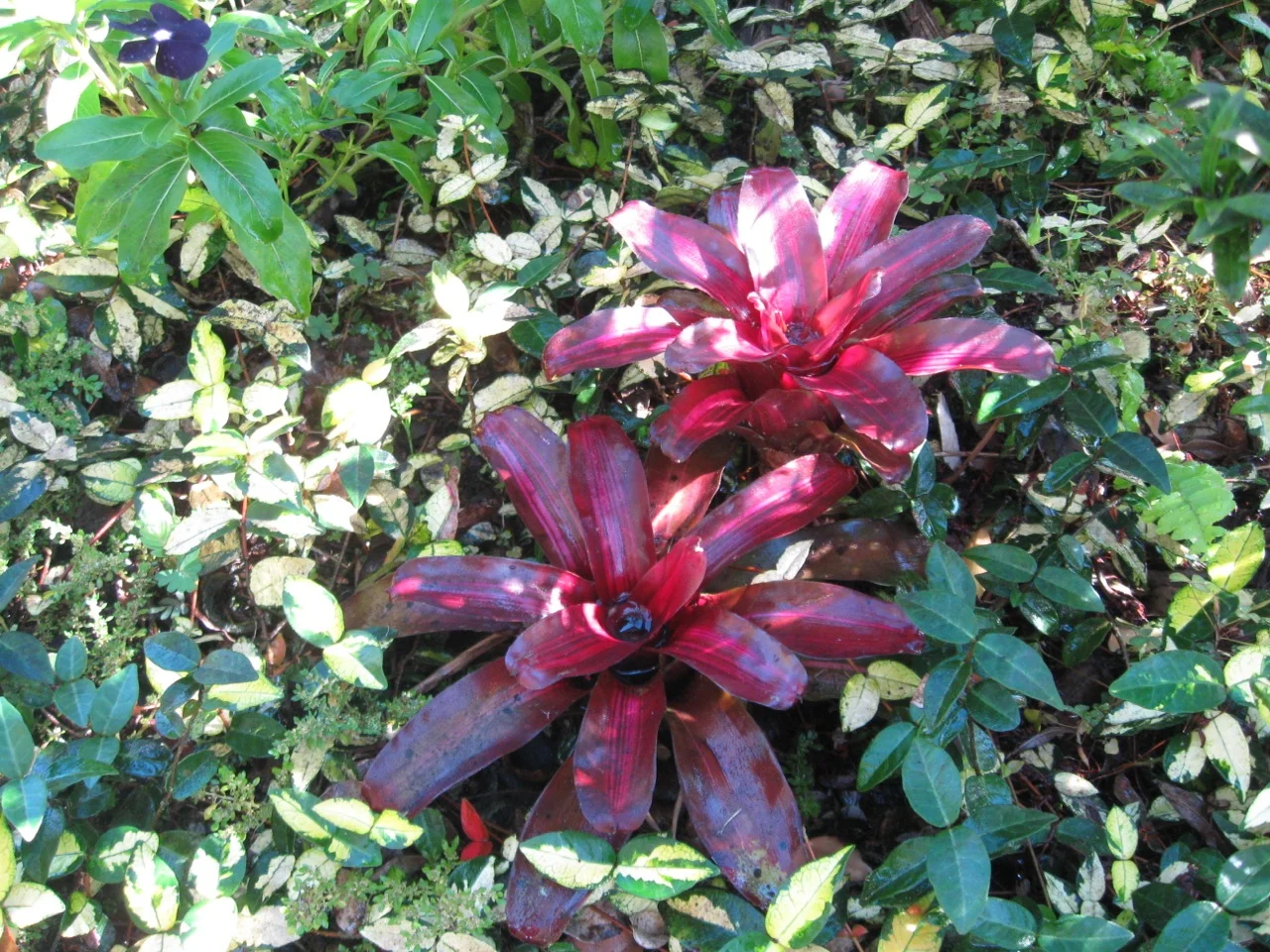 Neoregelia Ironside Variegata ブロメリア・エアープランツ